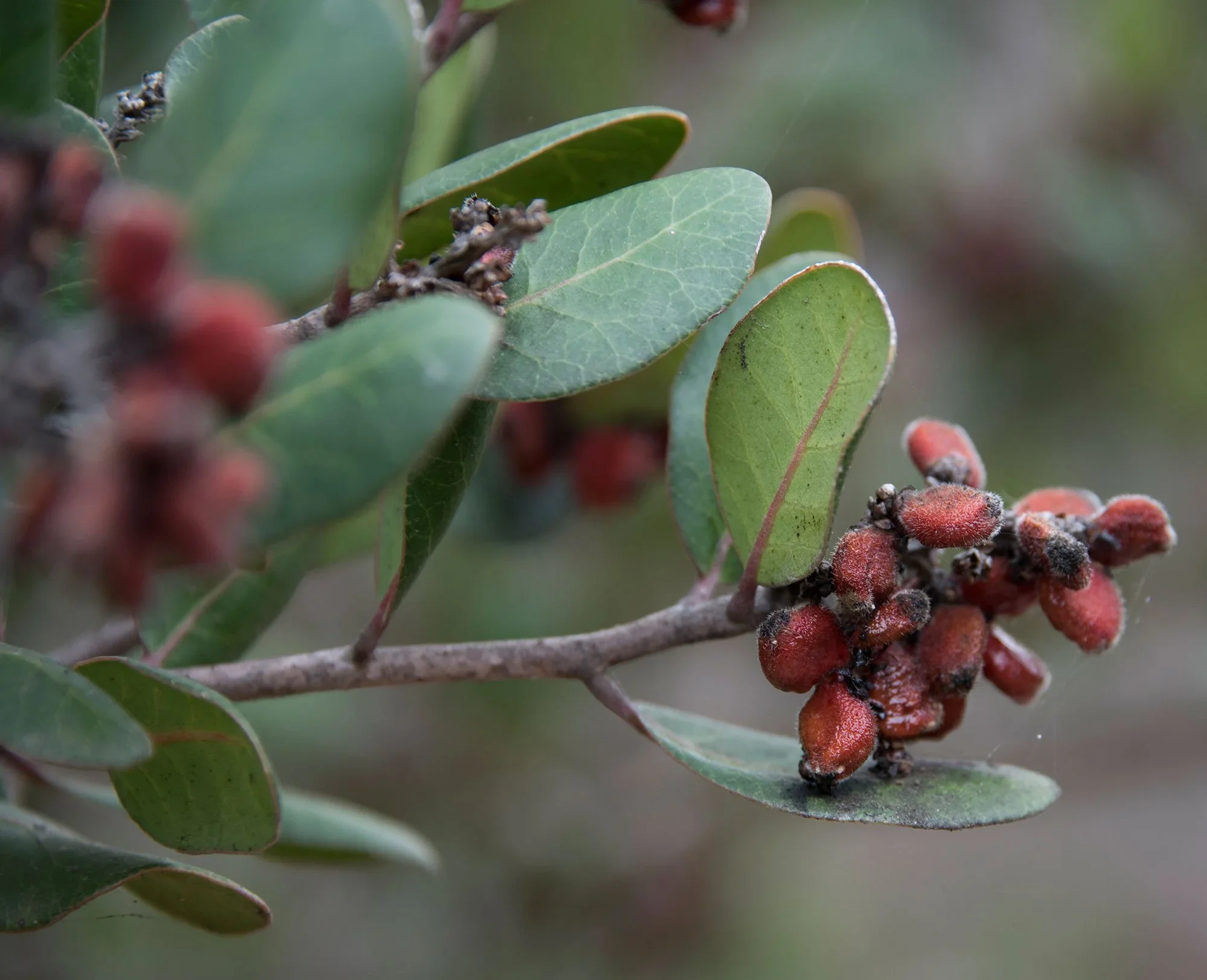 Lemonade berry (Rhus integrifolia)