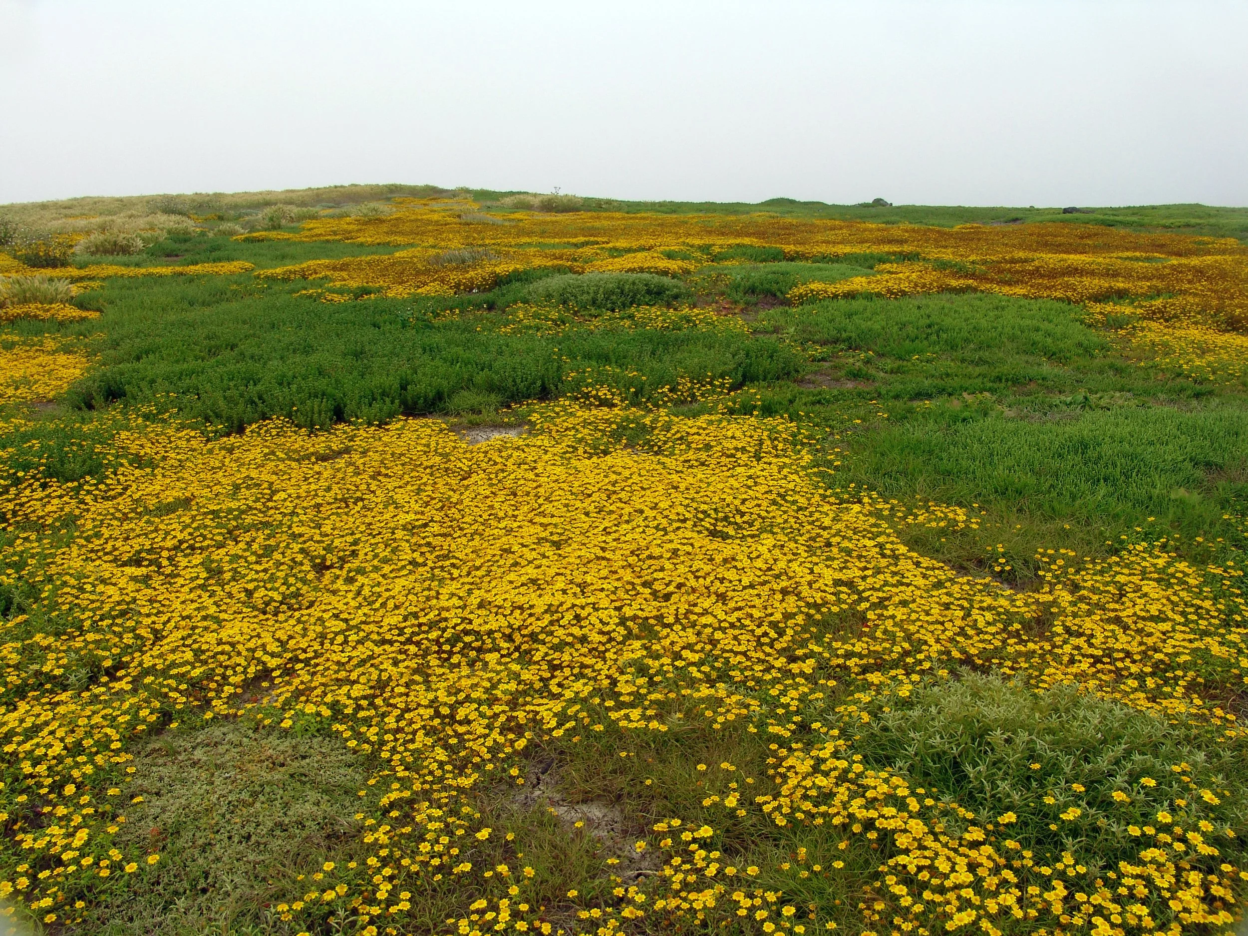 Goldfields (Lasthenia californica)