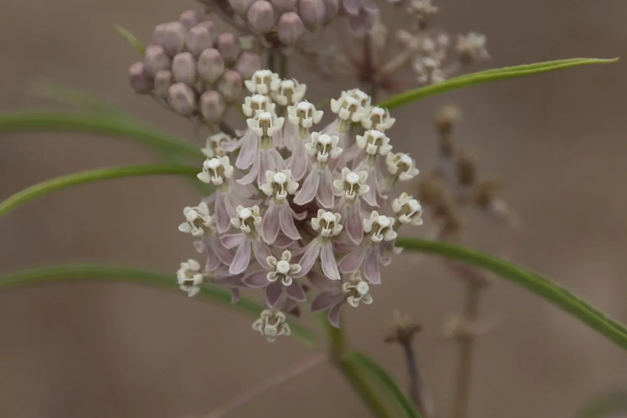 Narrow-leaved milkweed  (Asclepias fascicularis)