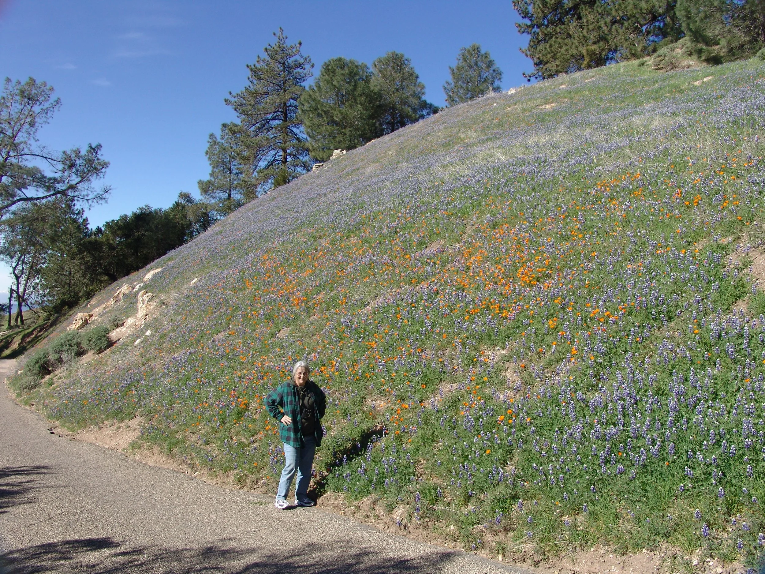 Sky lupine (Lupinus nanus), and California poppies (Eschscholzia californica) at Figueroa Mountain