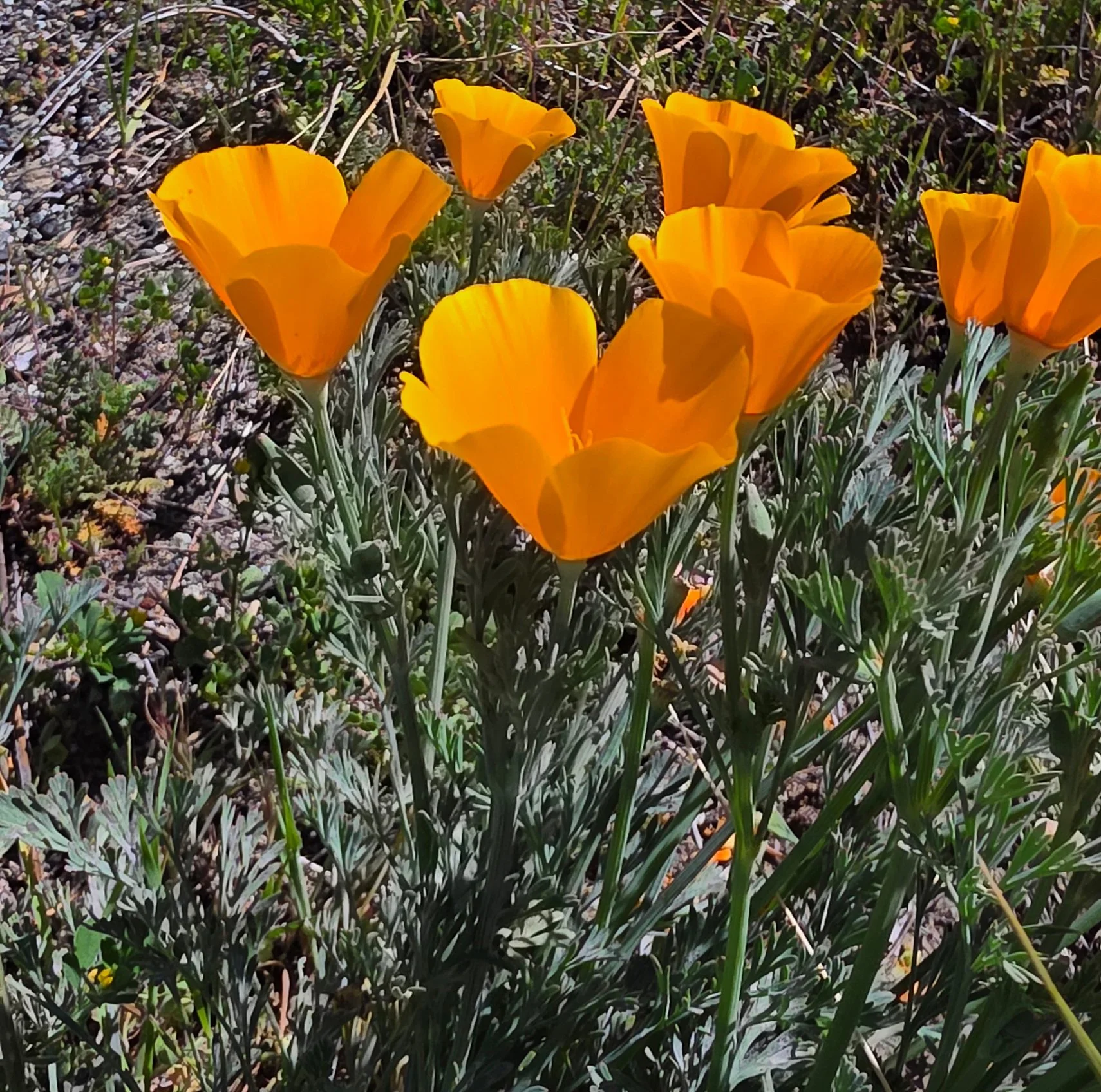 Tufted Poppy﻿ ﻿ (Eschscholzia caespitosa)