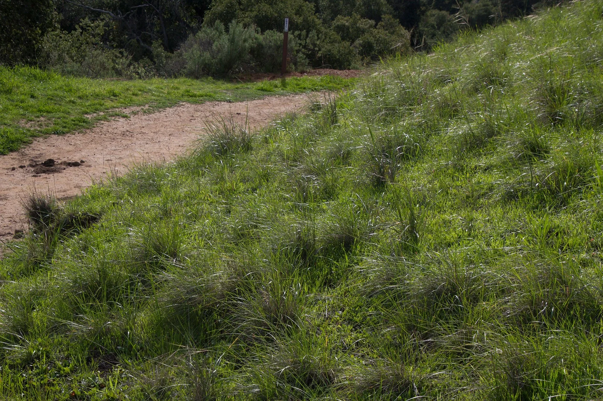 Purple-needlegrass (Stipa pulchra)