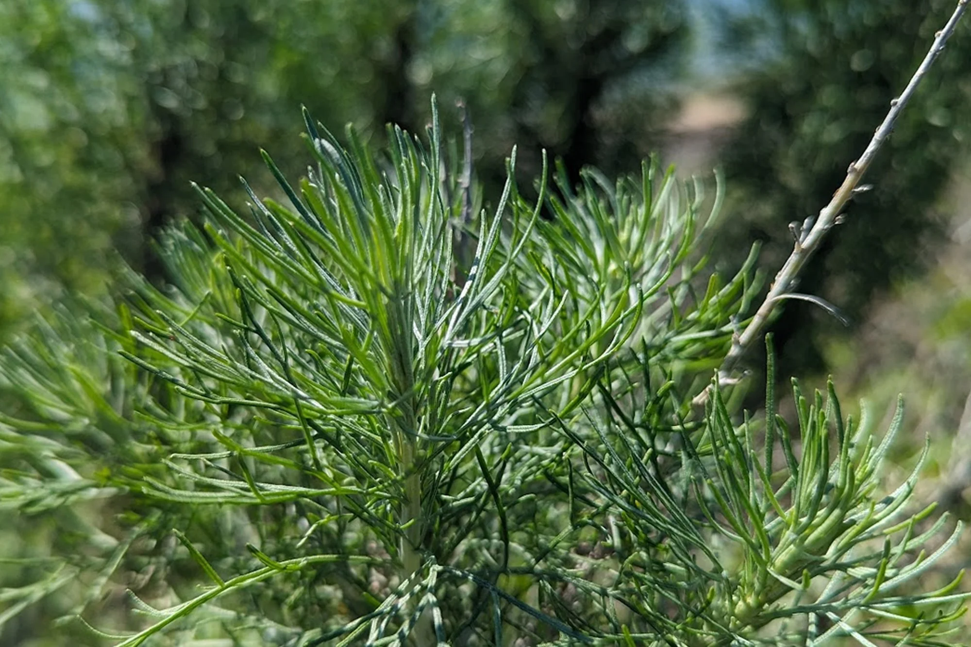 Coastal sagebrush - (Artemisia californica)