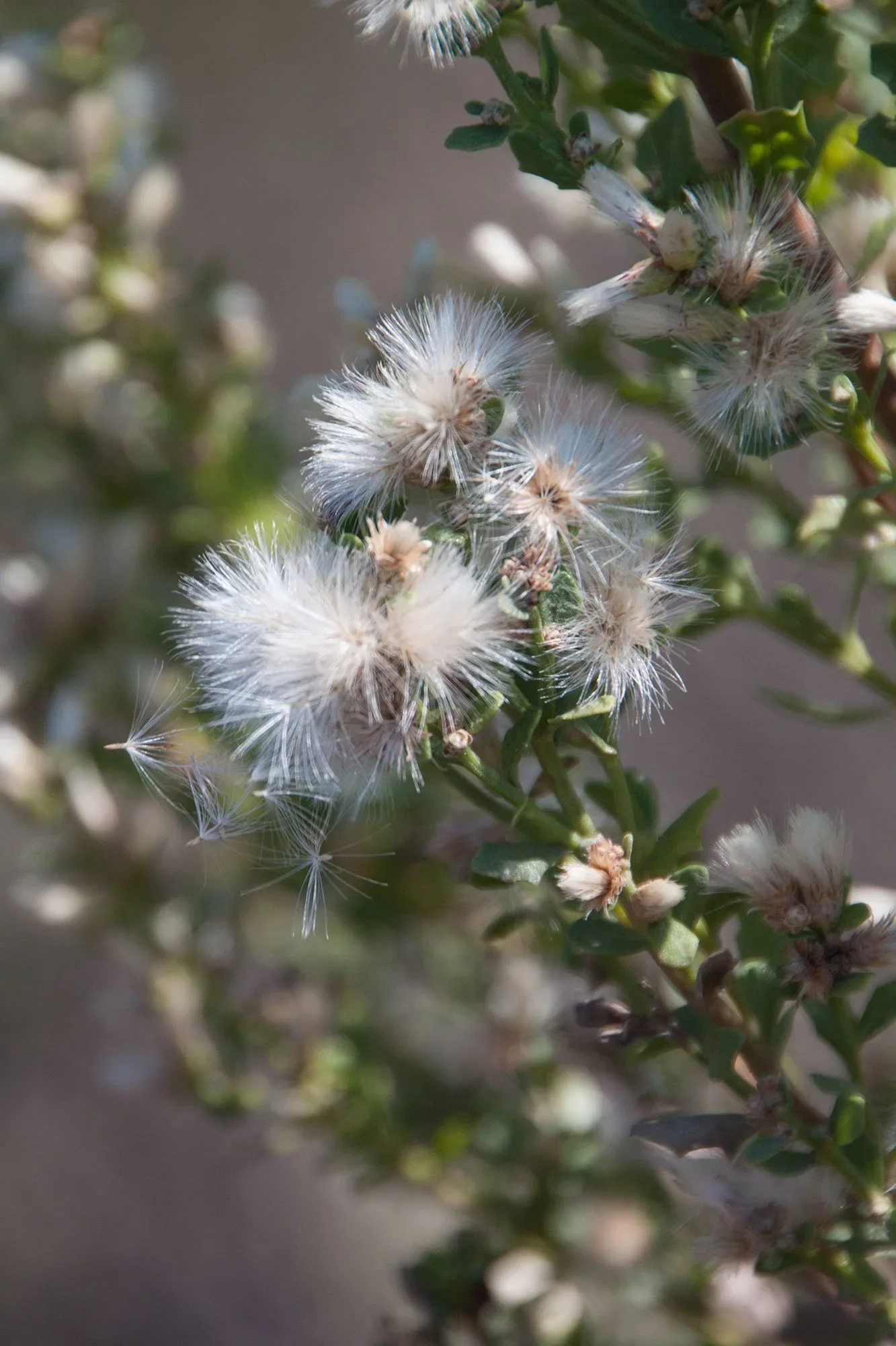 Coyote brush (Baccharis pilularis ssp. consanguinea)
