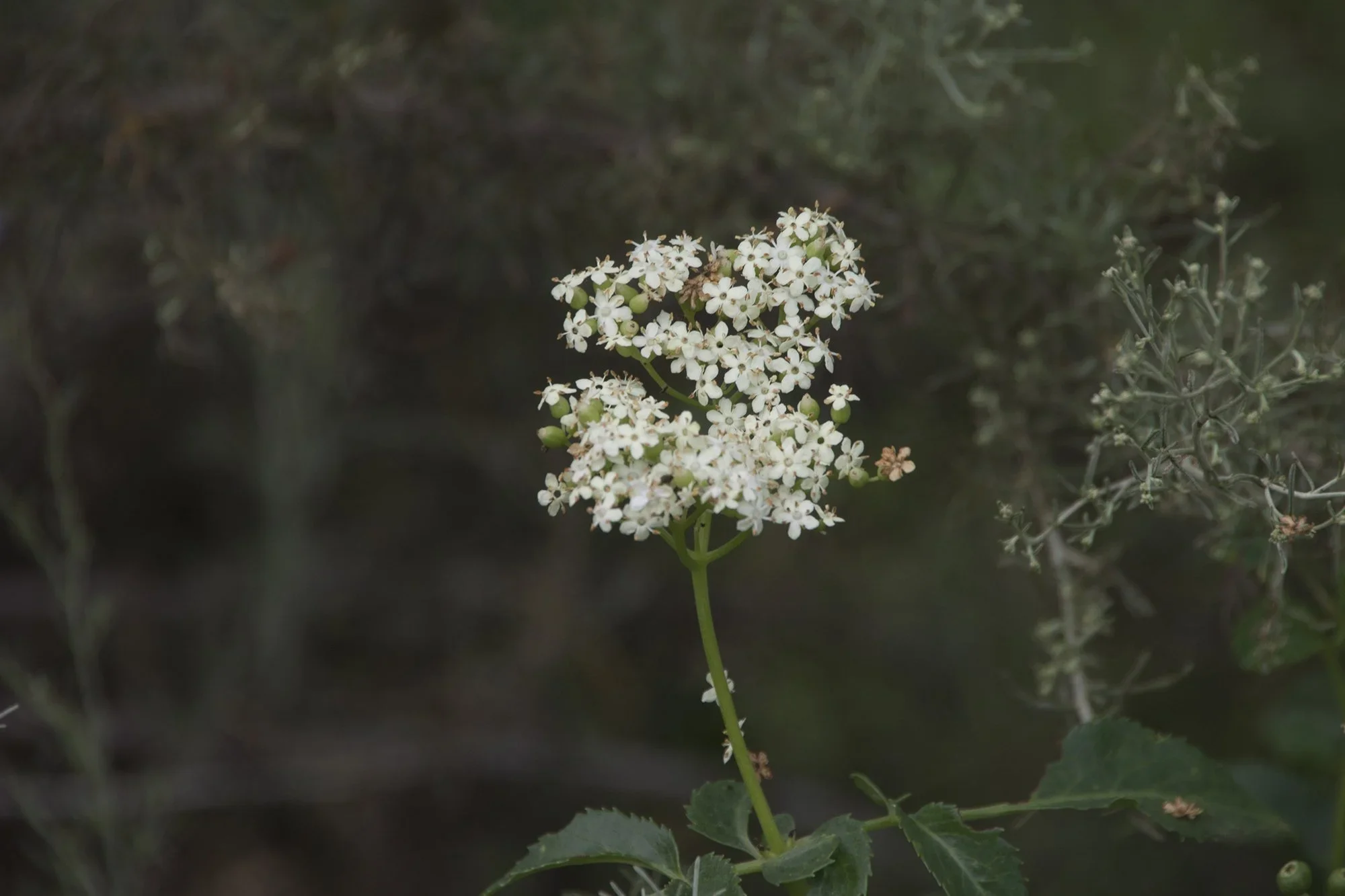 Blue elderberry (Sambucus nigra ssp. caerulea)