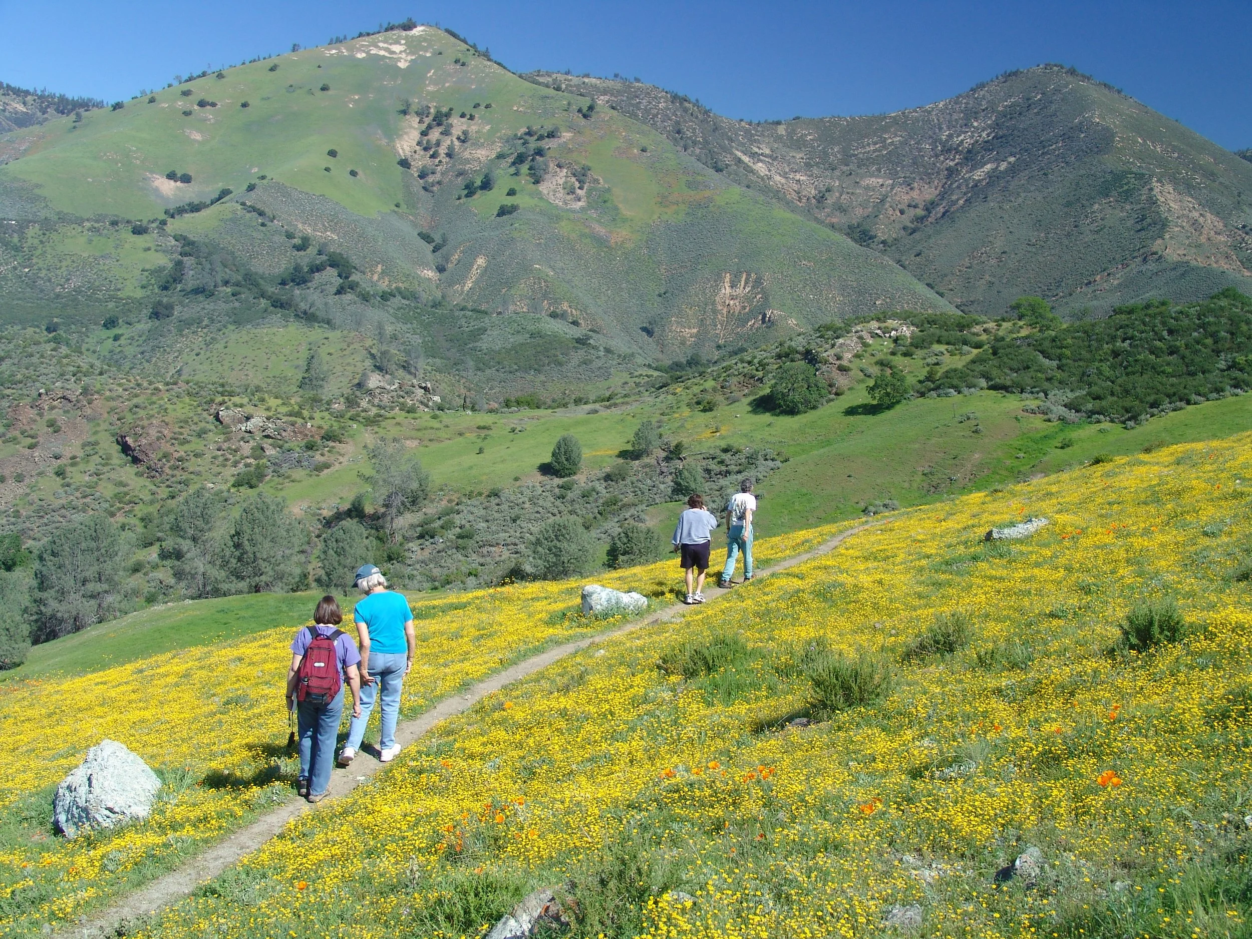 Figueroa Lasthenia3.JPG