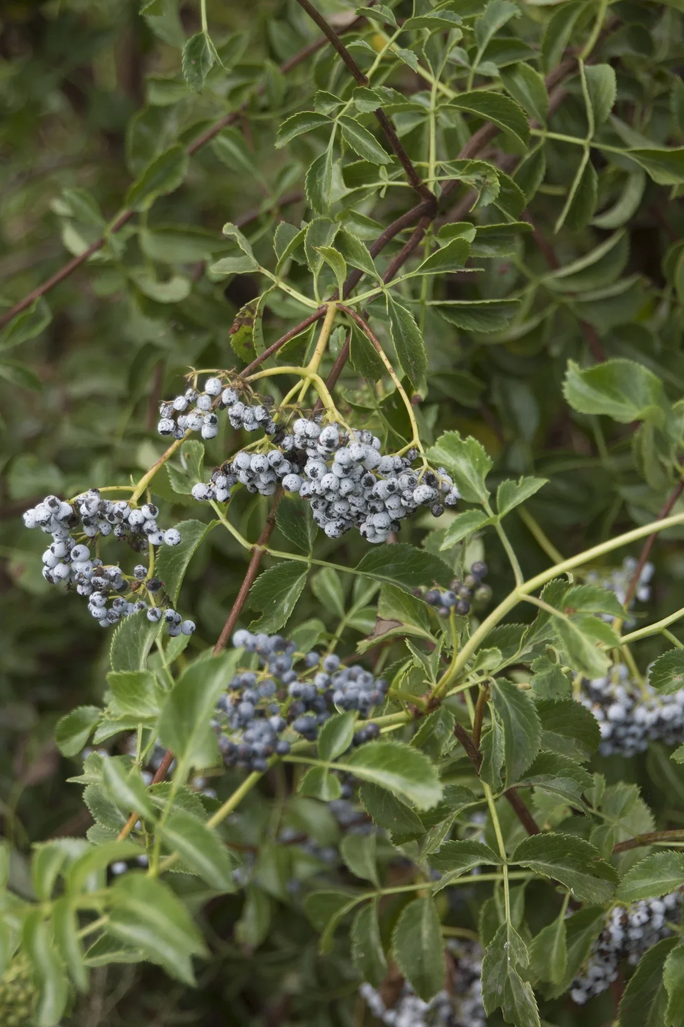 Blue elderberry (Sambucus nigra ssp. caerulea)