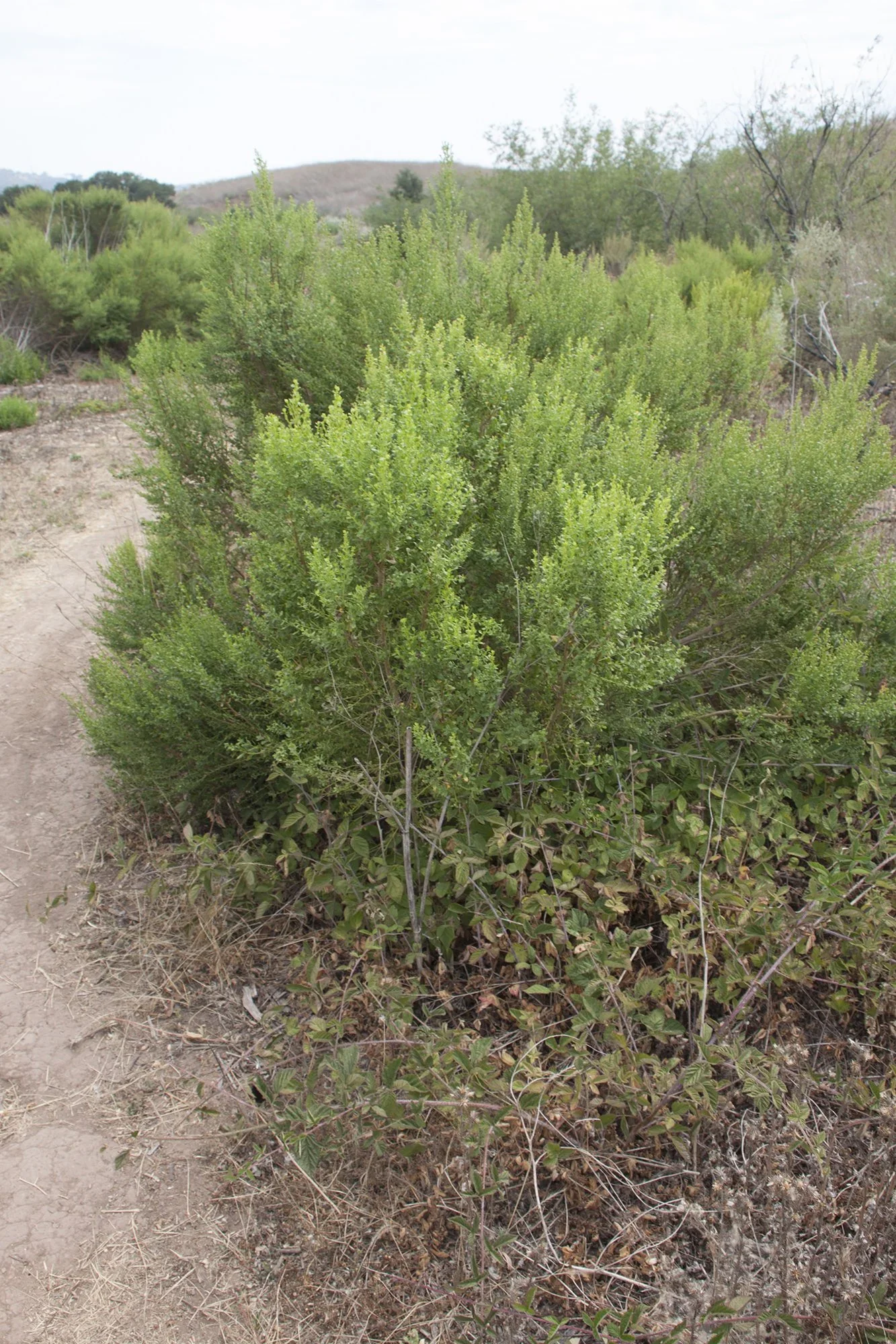 Coyote brush (Baccharis pilularis ssp. consanguinea)