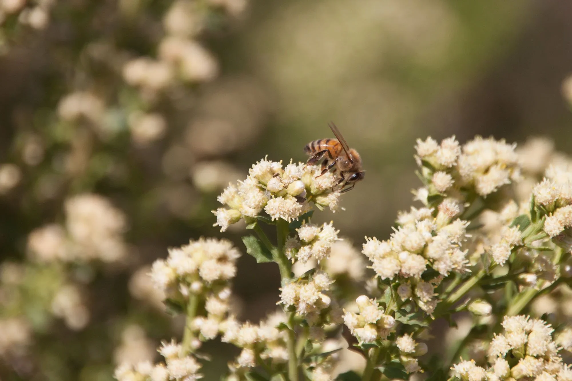 Coyote brush (Baccharis pilularis ssp. consanguinea)