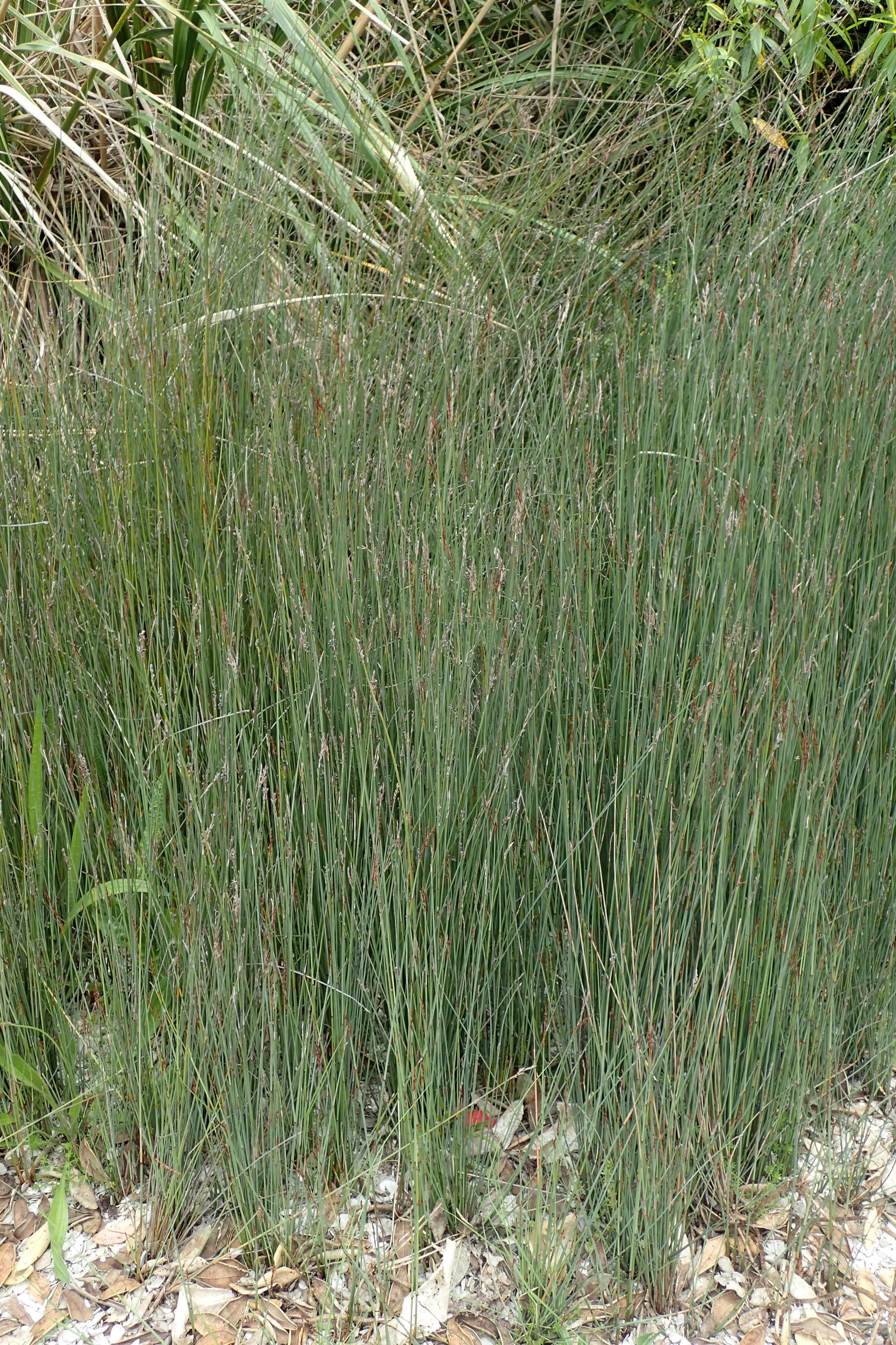Spreading rush (Juncus patens)