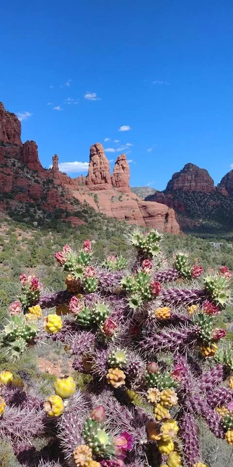 Cactus in bloom at Church on the Rock, Sedona, AZ.