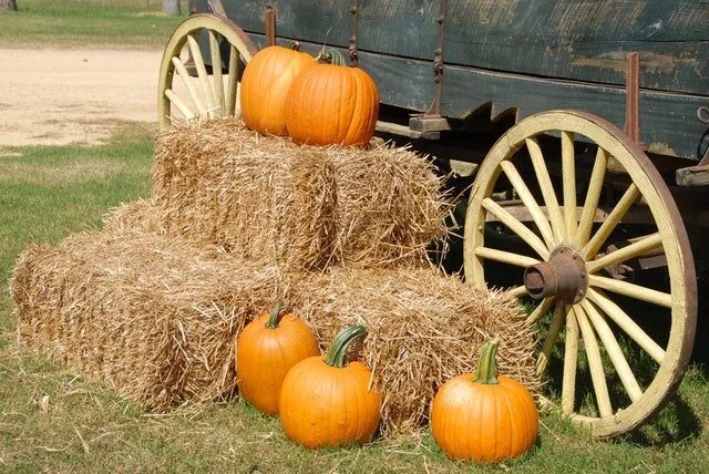 farm-field-food-164158.jpg