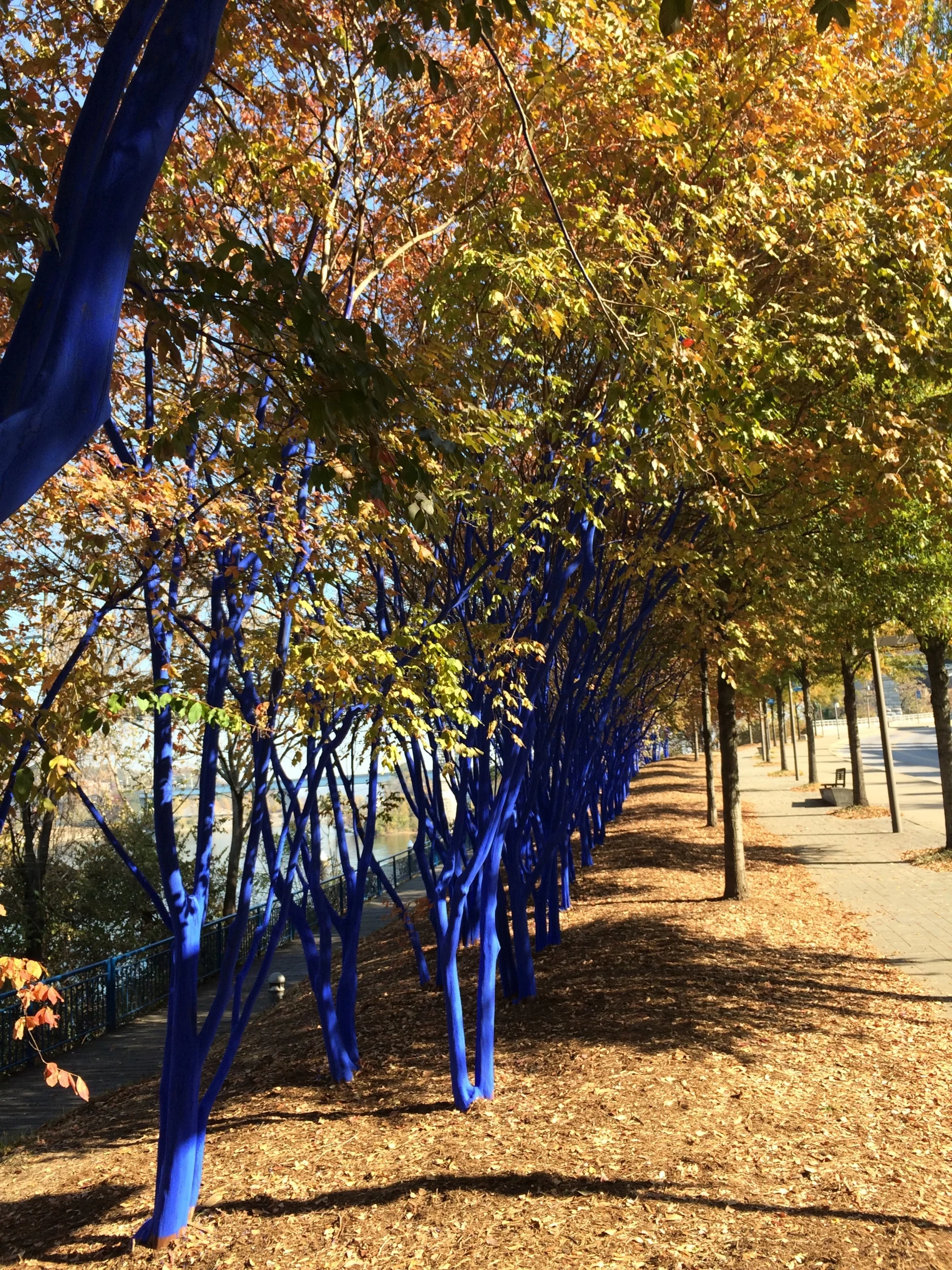 Blue tree by the river.