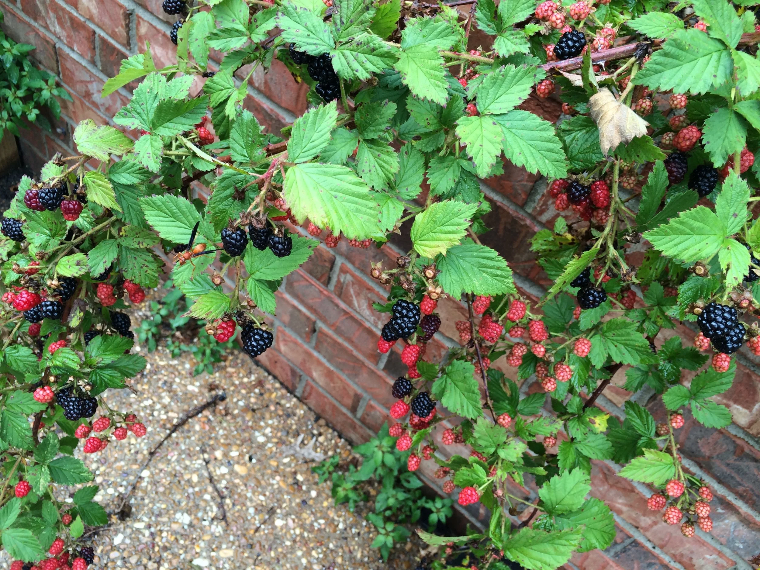 What Bugs Me Picking Blackberries — A Million Yarns