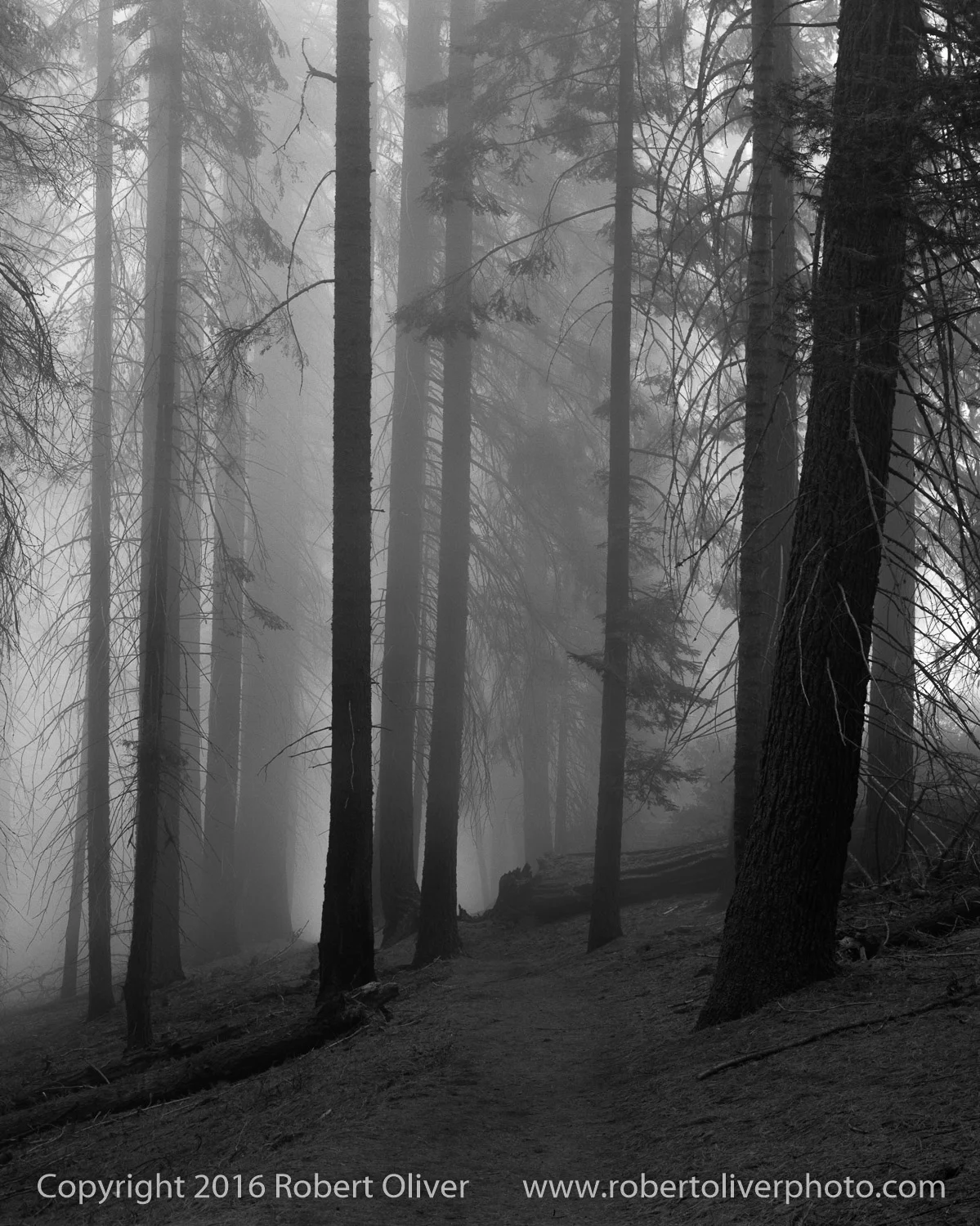 Foggy Trail - Sequoia National Park