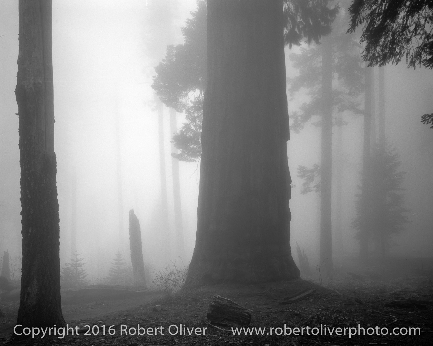 Fog - Sequoia National Park