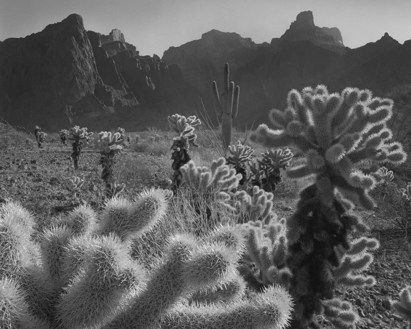 Cholla - KOFA Mountains Wilderness