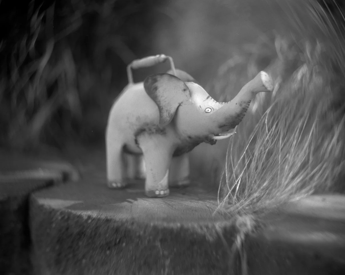 Elephant Watering Can