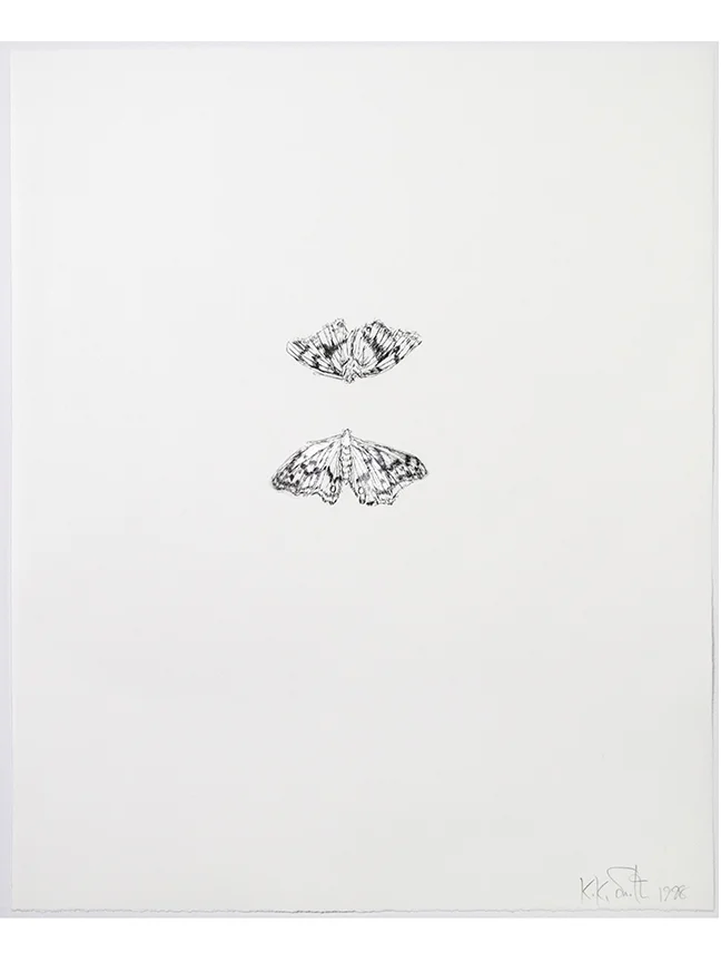 Kiki Smith moth print