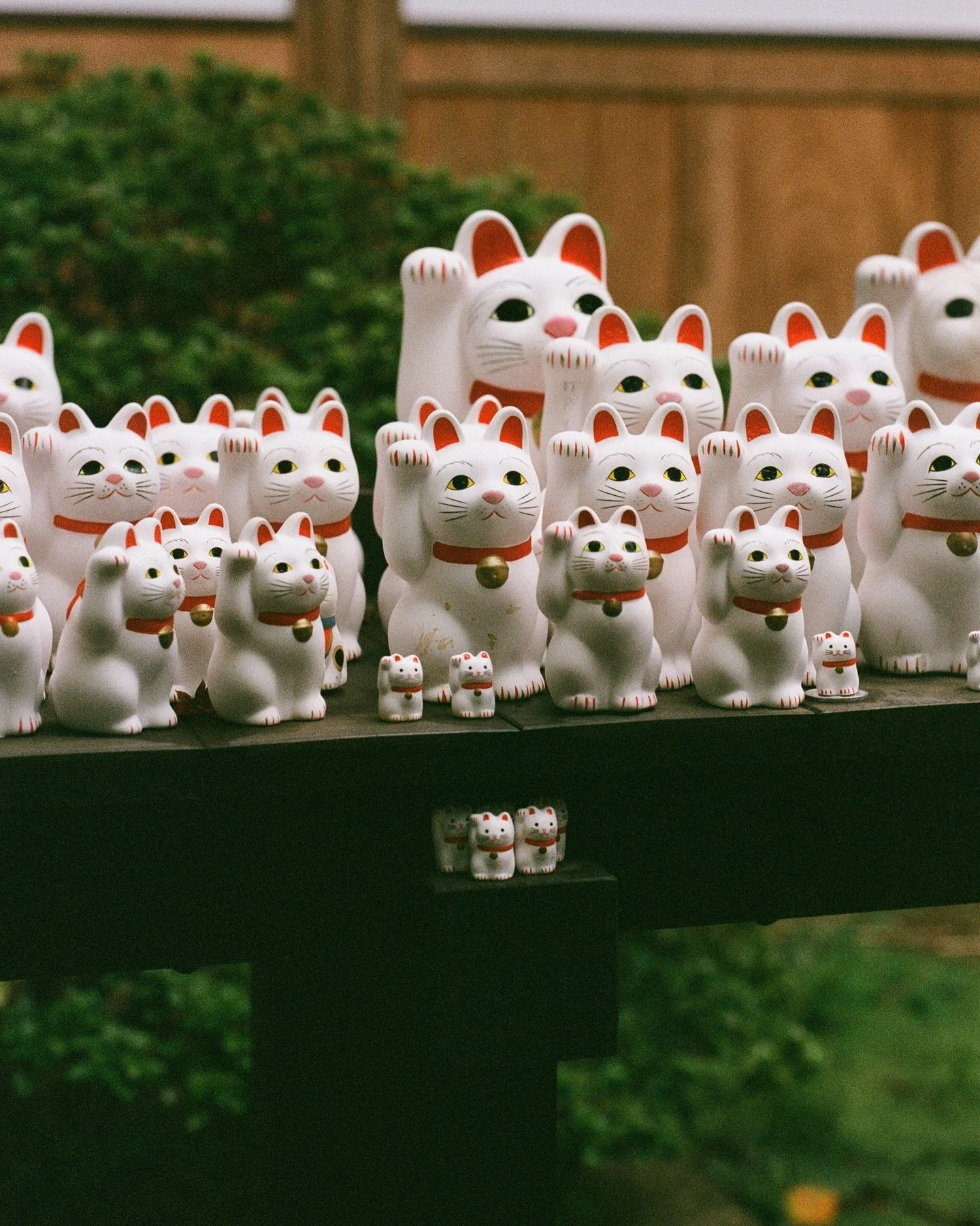 can you guess which lucky cat was ours? also included a few shots feat. this lil friendly kitty who lives at the temple 🐱 it was sooo dark and cloudy this day so the photos came out a bit darker than I wanted, but I loove the colors 

📸 Minolta X-7