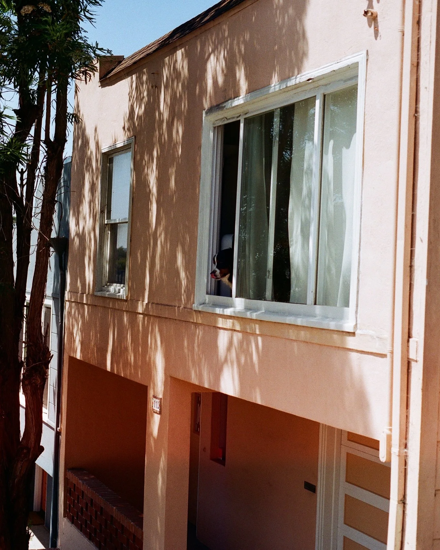 this is denali, the sweetest girl who waits so patiently for her dad to come home 

📸 Minolta x-700 
🎞️ fujifilm 

#dogsofsanfrancisco #dogstagram #film #filmphotography #analogphotography #sanfrancisco #sf #photooftheday #fujifilm