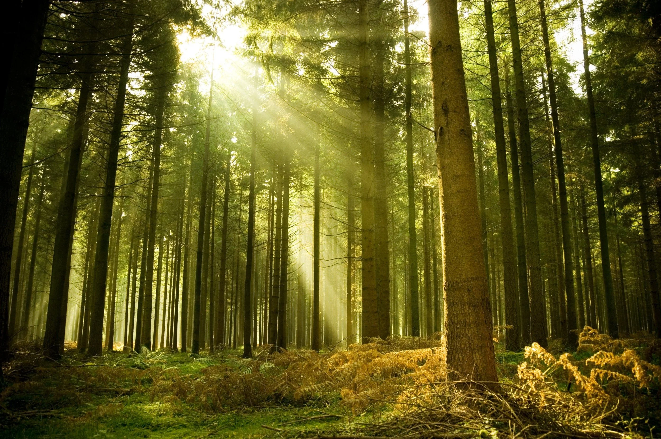 forest-021.jpg