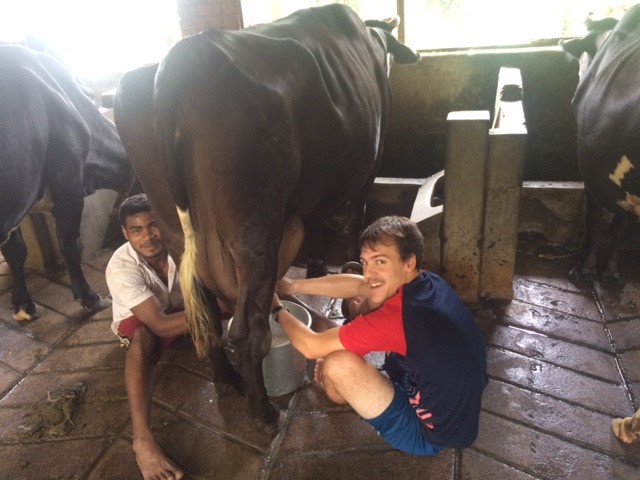 India - Jon Litchy - Cow.jpg