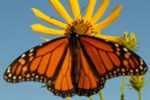 Butterfly House (Cancelled)