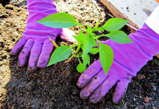 Spring Landscape Planting