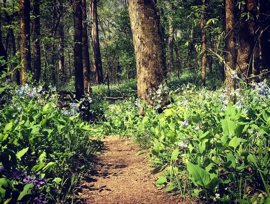 St. Francios State Park - Swimming Deer Trail