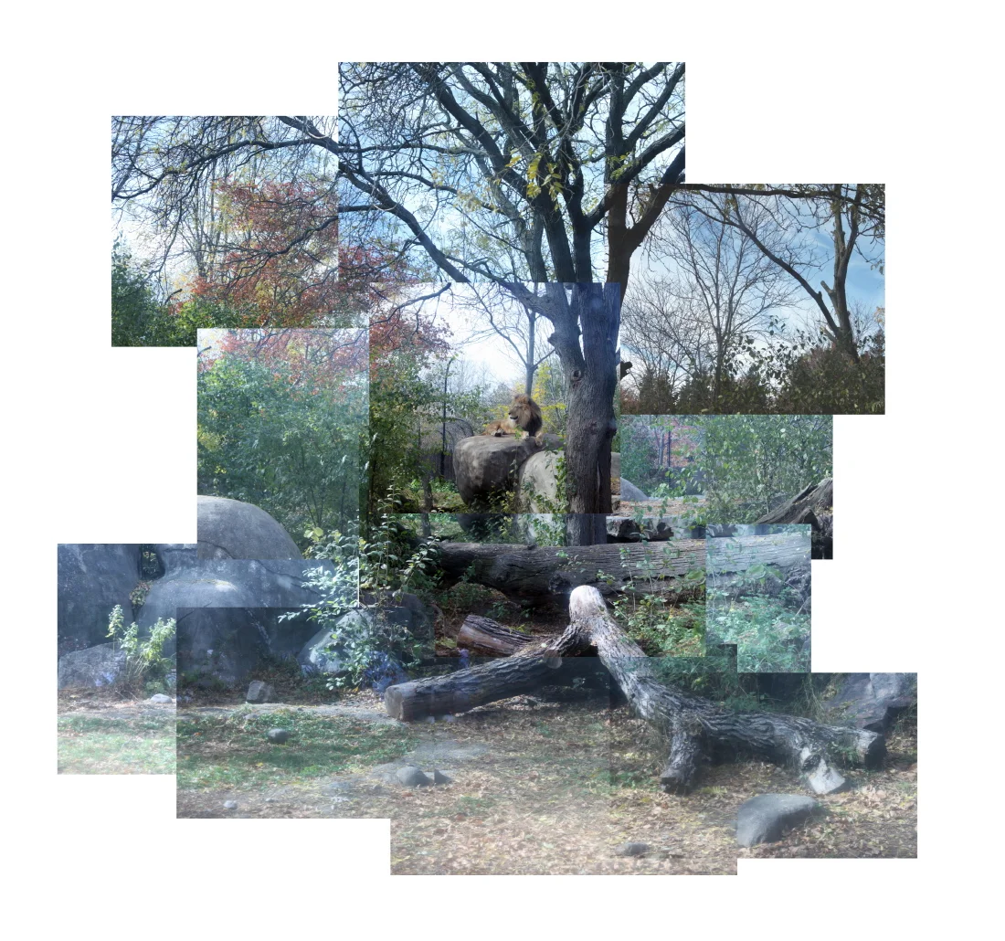 1_Zoo_lion_900.jpg