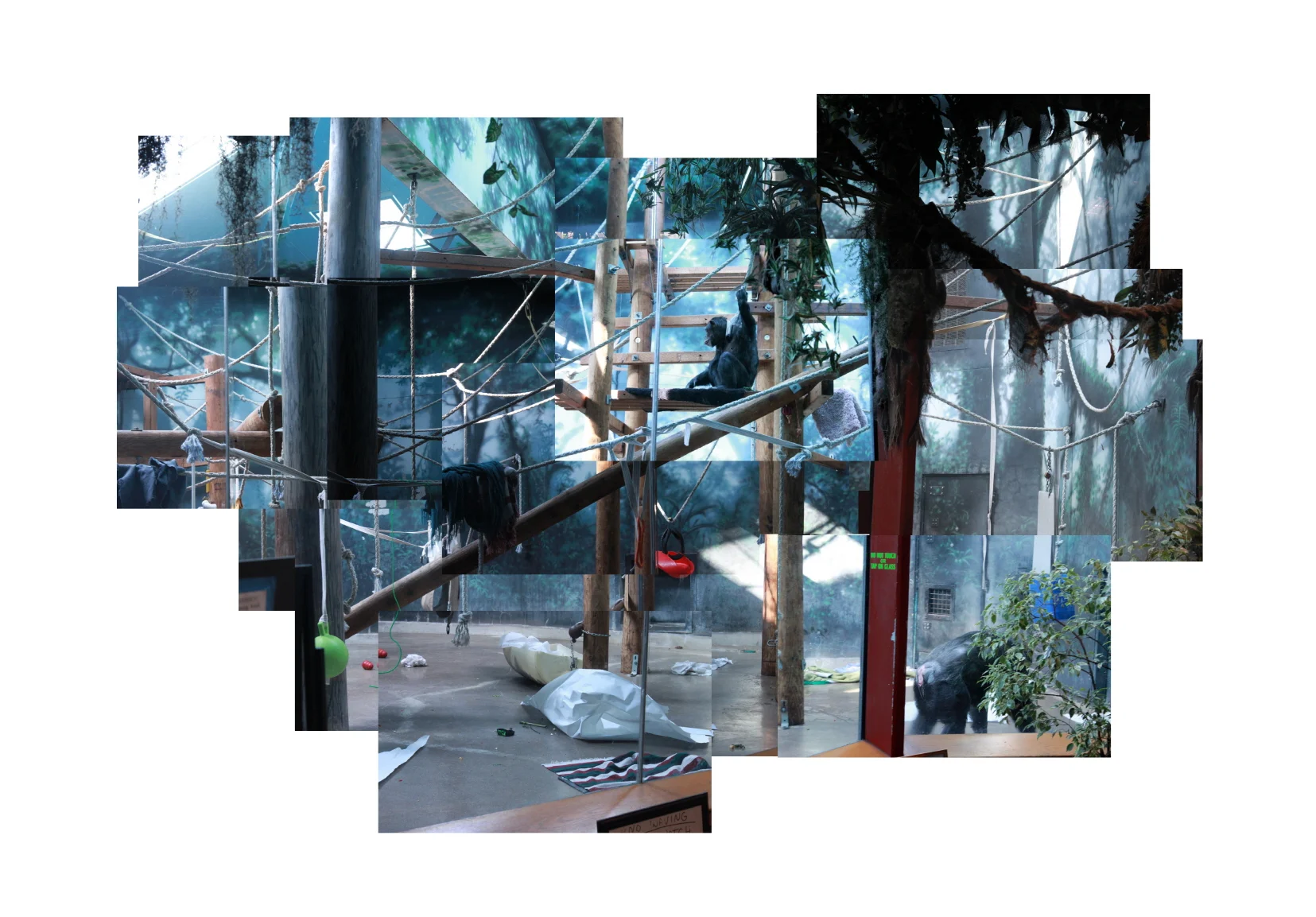 2_Zoo_chimps-900.jpg