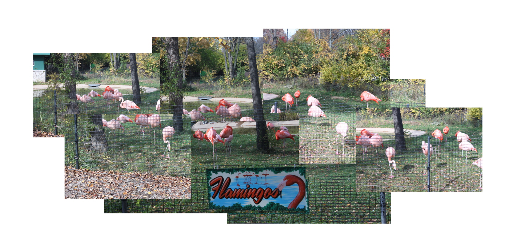 6_Zoo_flamingo_900.jpg