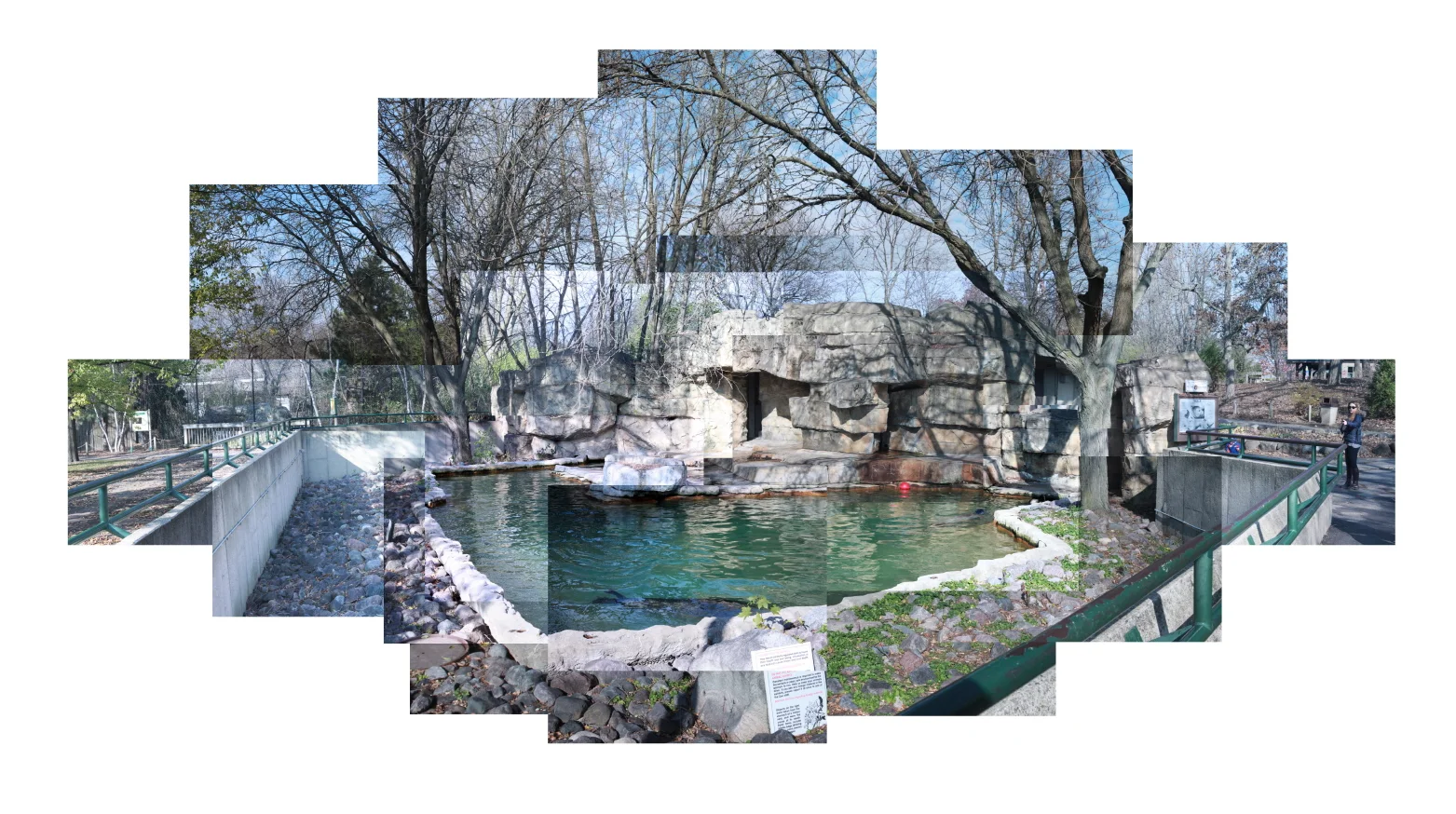 8_Zoo_seal_900.jpg