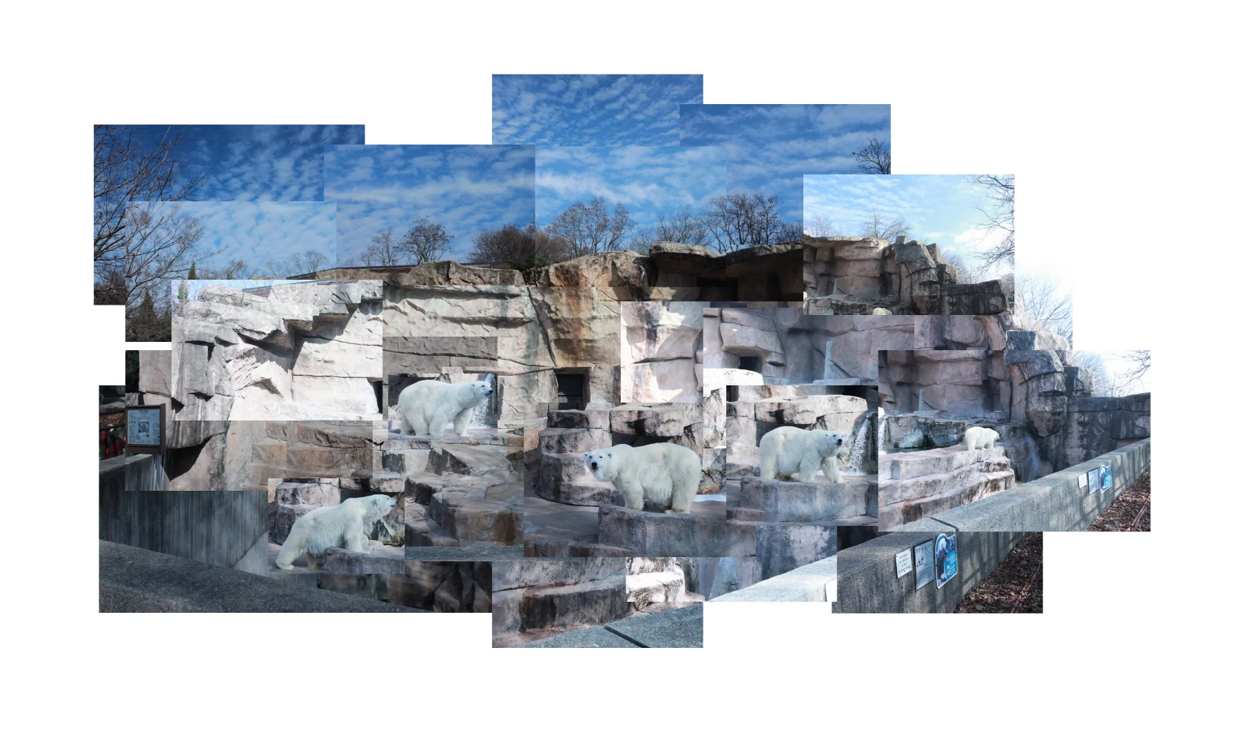 9_Zoo_white bear_900.jpg