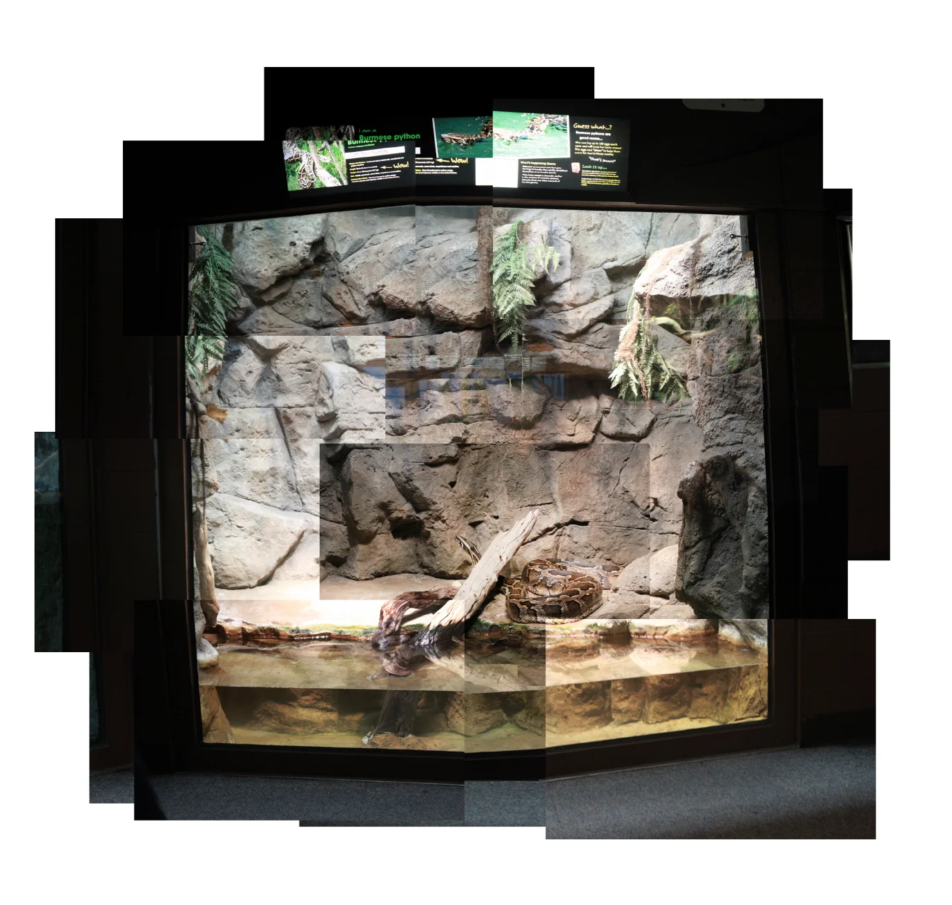 7_Zoo_snake_900.jpg
