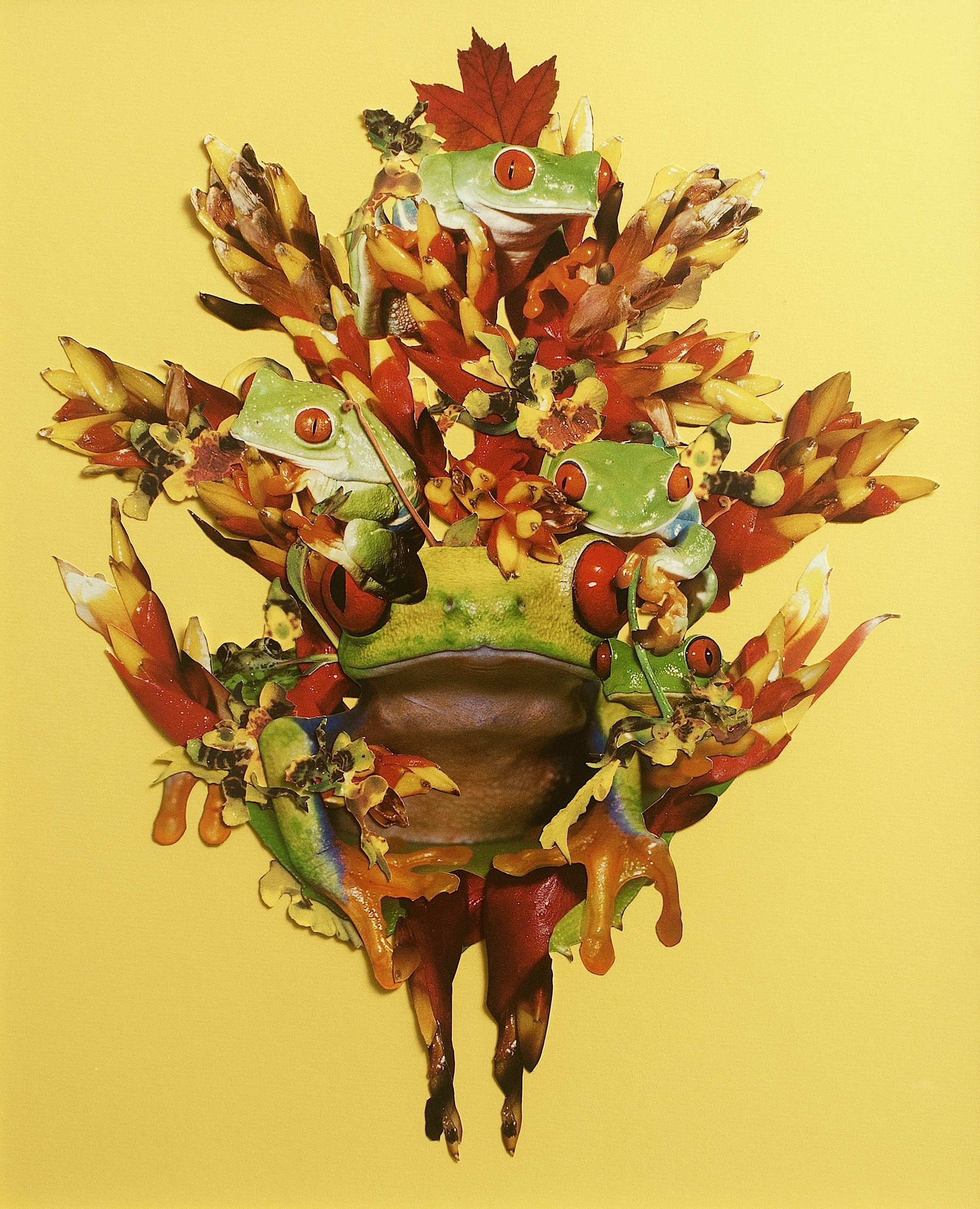"Frogs in a Frog Tree" - NFS