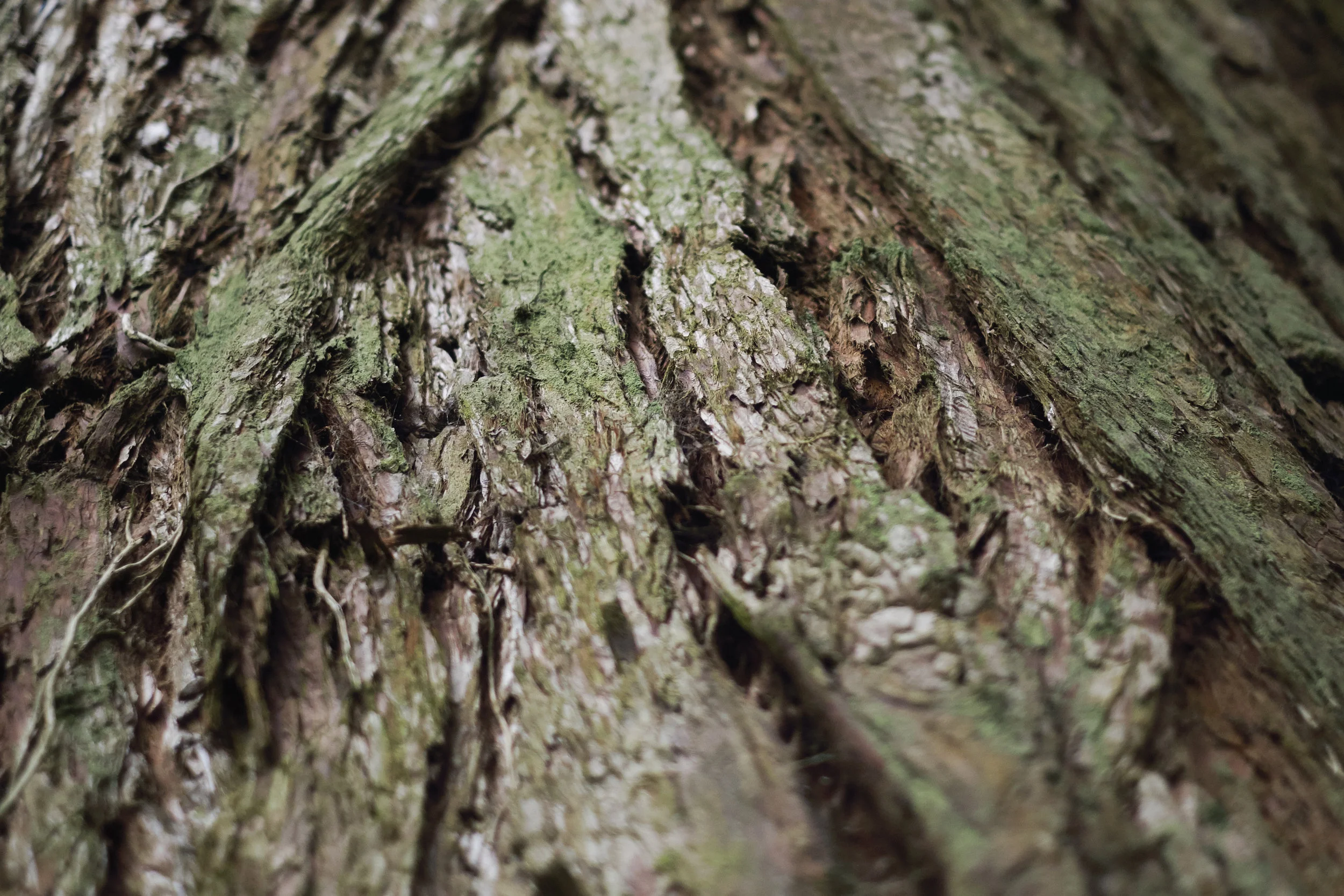 20170701 Seaforde 134.jpg