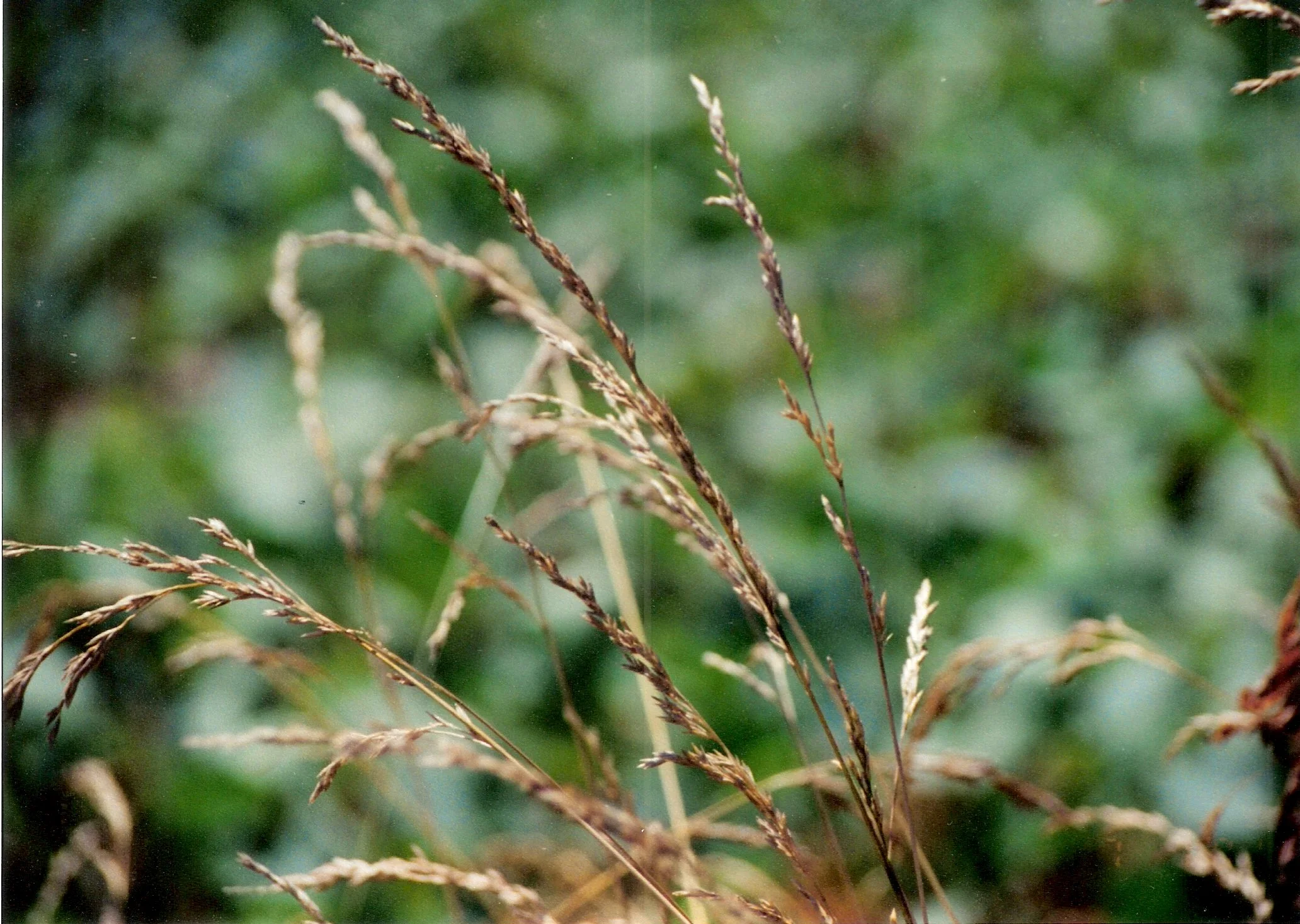 Grass-01.jpeg