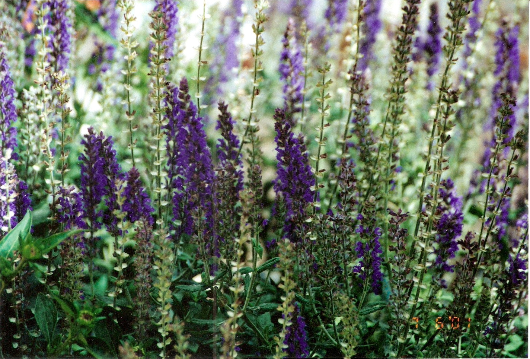 Flowers-01.jpeg