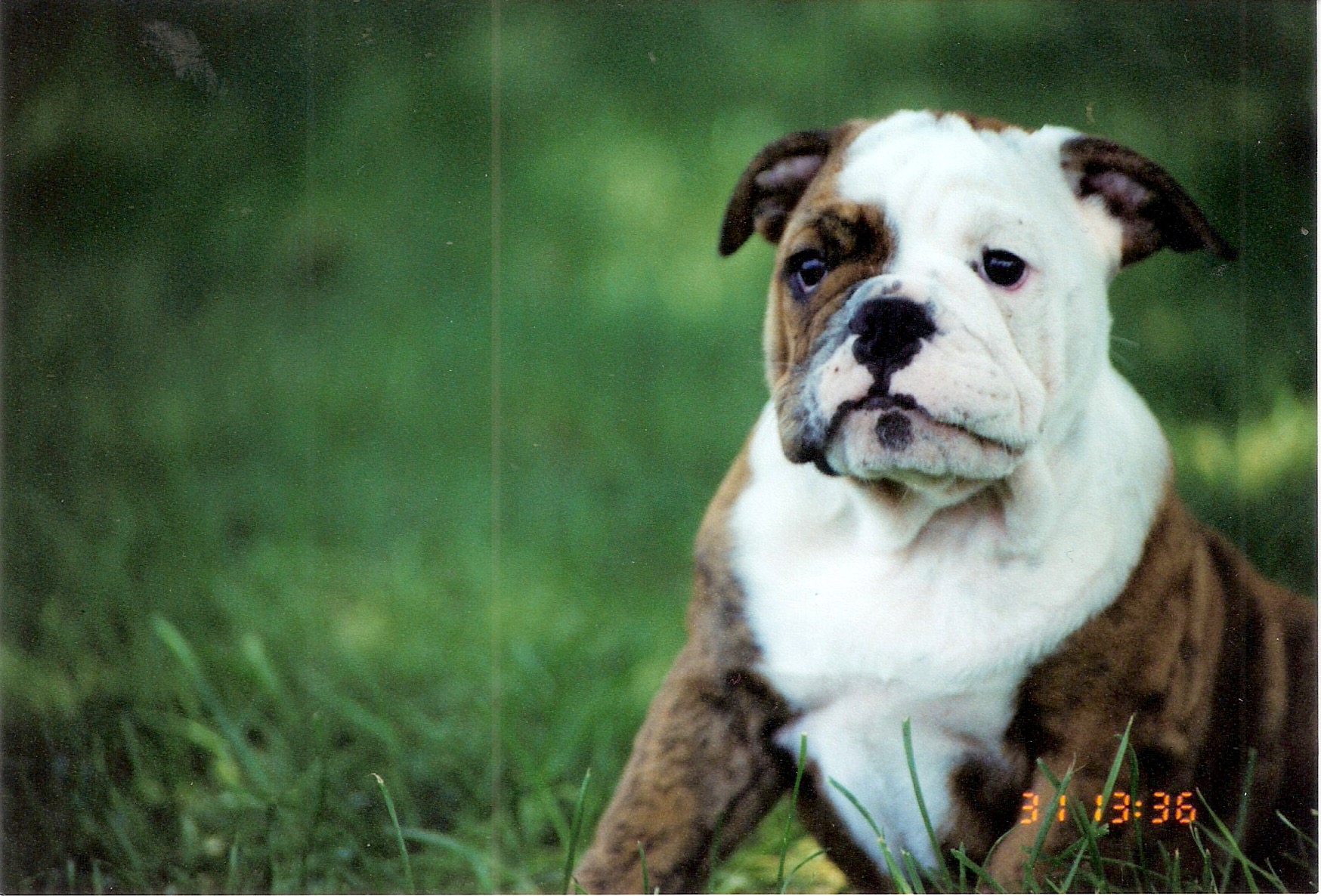 Puppies-02.jpeg