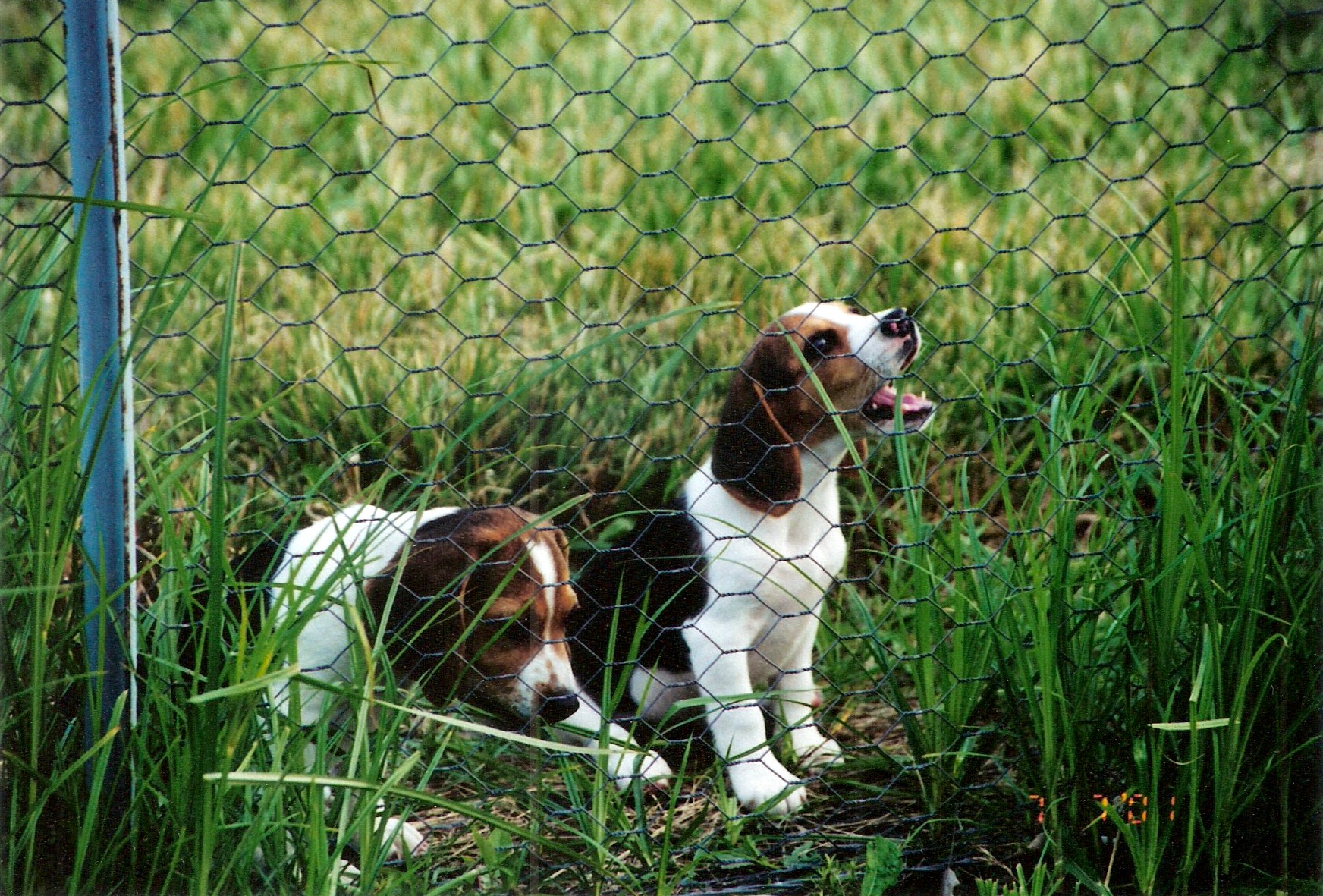 Puppies-01.jpeg