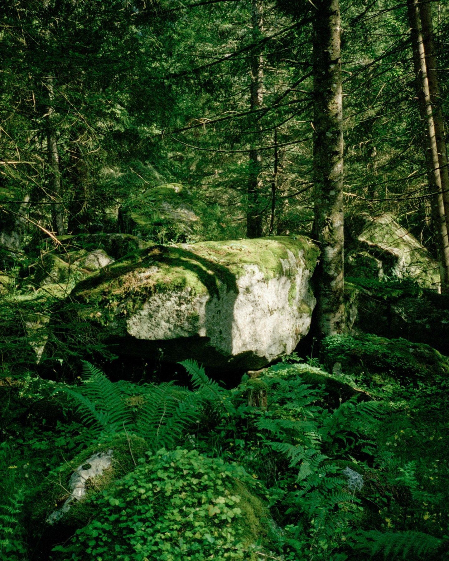 Val di Mello &mdash; @archivio.naturale 

013_202007_VLDML01

#archivionaturale #rfmstudio #35mm #filmphotography #fujiprovia100f
