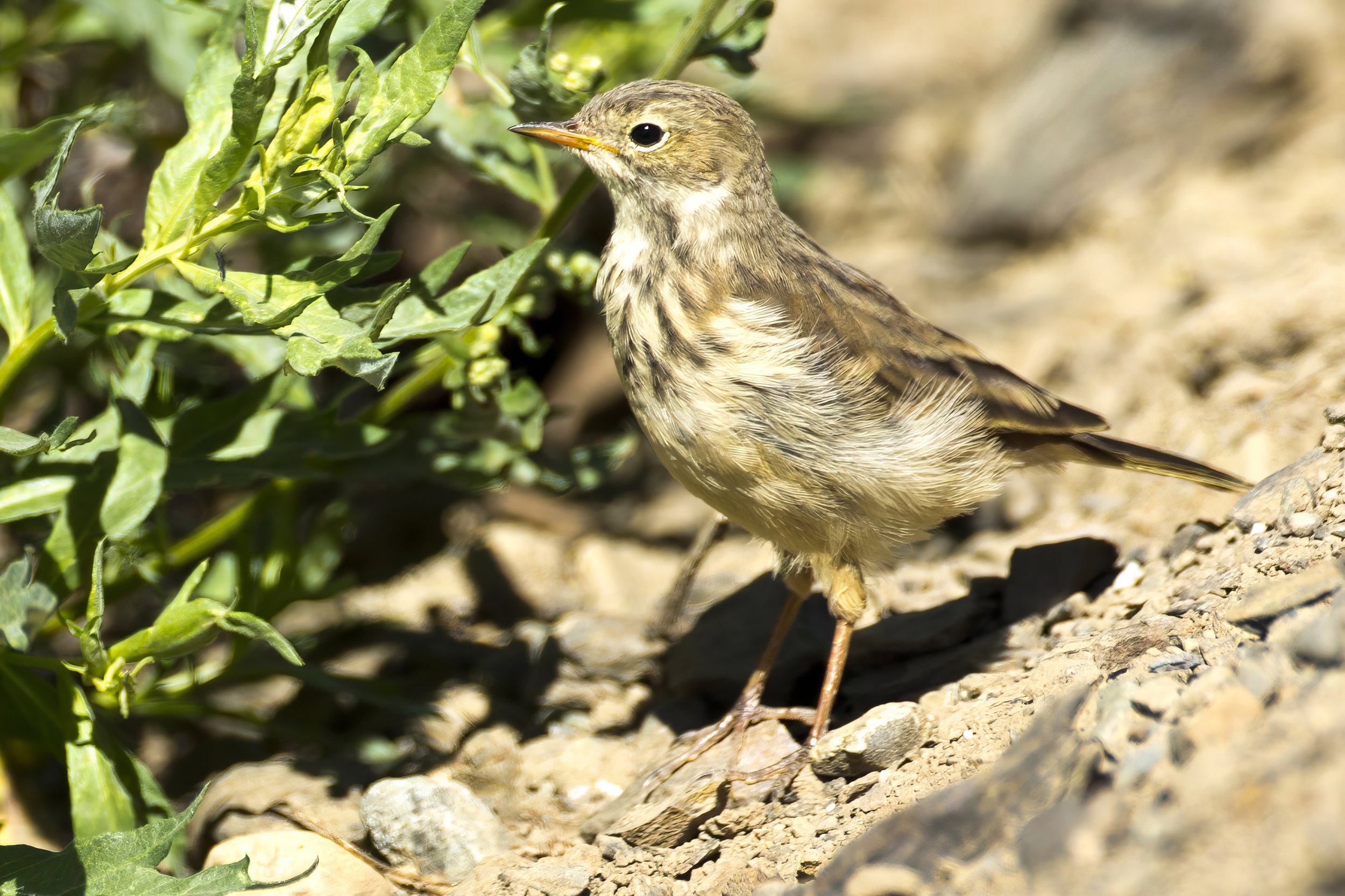 American Pipit breeding plumage