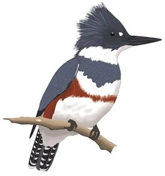 Kitsap Audubon Society