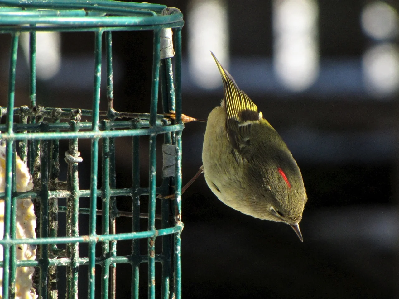 Ruby Crowned Kinglet photograph provided by Don Willott