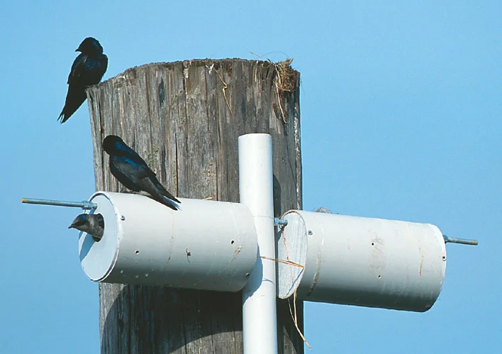 Purple Martin in tube Nest box.jpg