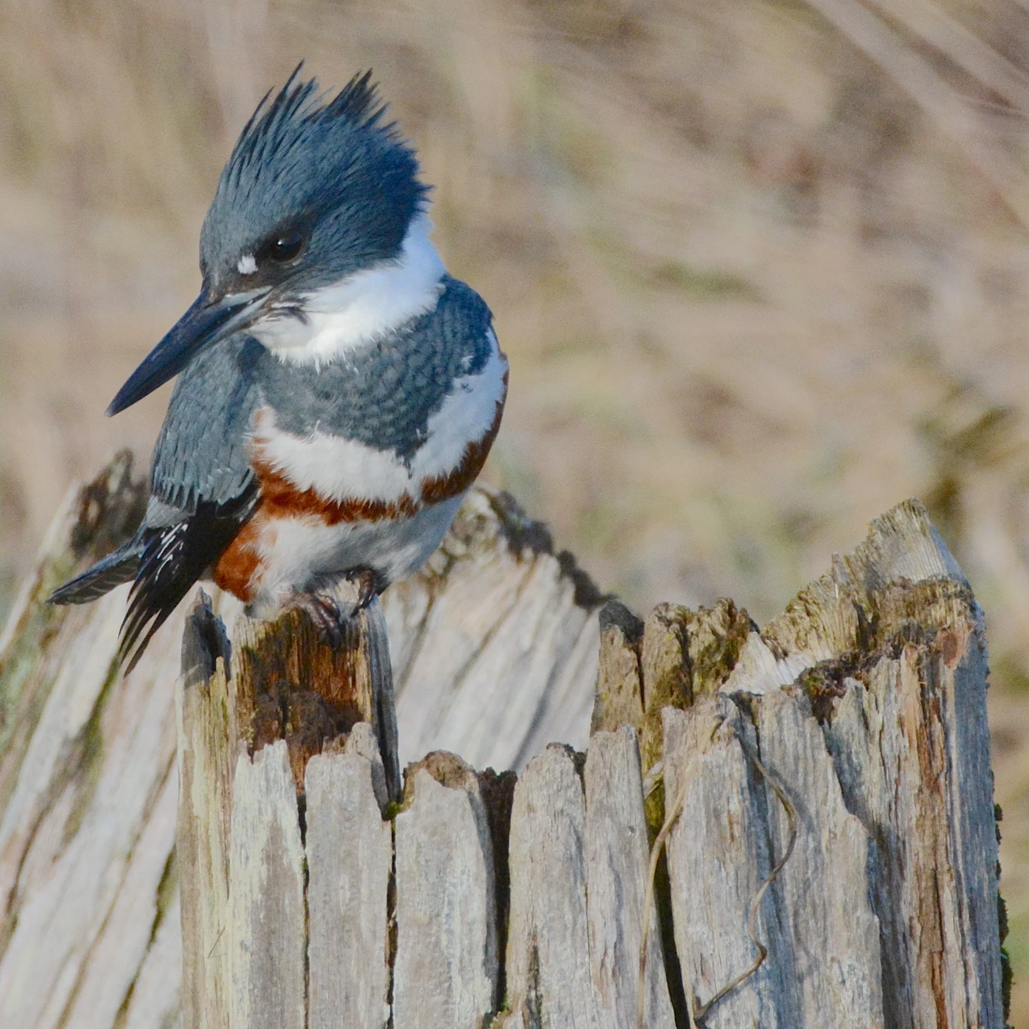 Photograph of Kingfisher provided by Jay Wiggs