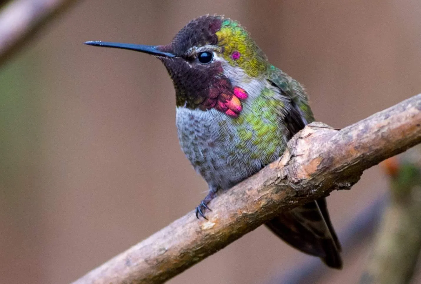 Anna's hummingbird photograph provided by John Wise .