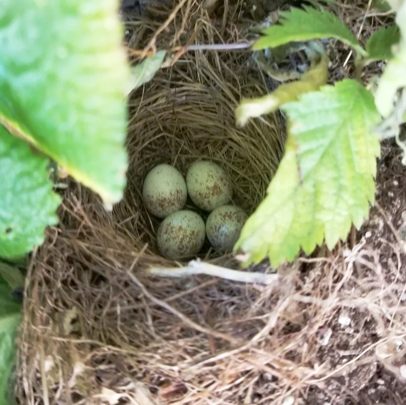 Photograph of Junco nest provided by Mackenzie Caitlin Szerlog